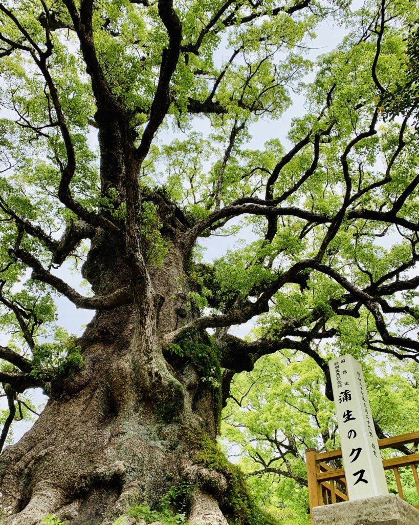 鹿児島県のシンボル 県の木クスノキ ぐりぶーオフィシャルウェブサイト